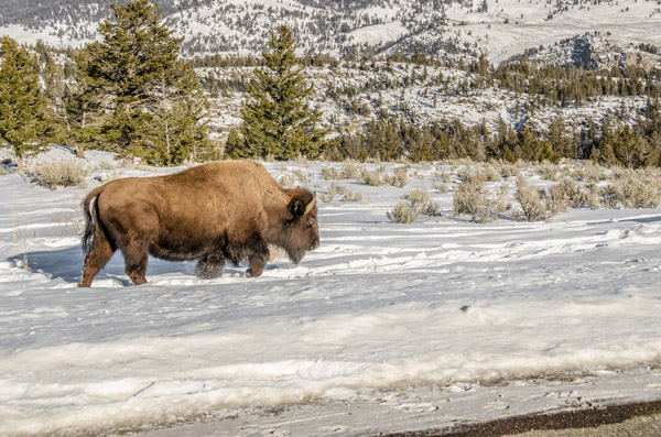 Bison kicking in the snow